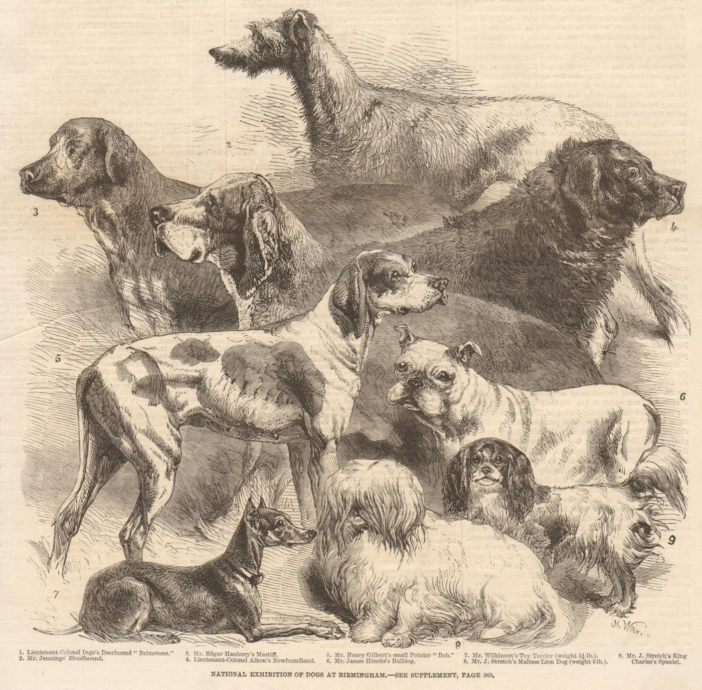 National exhibition of dogs at Birmingham. Warwickshire 1860 old antique print